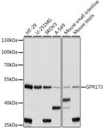 GPR173 Polyclonal Antibody
