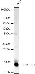 DNAJC19 Antibody in Western Blot (WB)