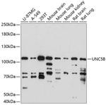 UNC5B Polyclonal Antibody