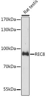 REC8 Polyclonal Antibody