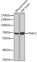 TRAF3 Polyclonal Antibody
