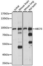 ABCF3 Antibody in Western Blot (WB)