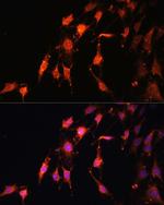 PRR5 Polyclonal Antibody