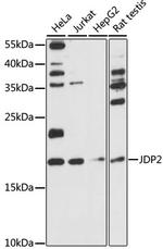 JDP2 Polyclonal Antibody