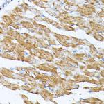 Kir4.2 (KCNJ15) Antibody in Immunohistochemistry (Paraffin) (IHC (P))