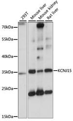 Kir4.2 (KCNJ15) Antibody in Western Blot (WB)