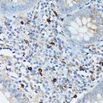 RNASE6 Antibody in Immunohistochemistry (Paraffin) (IHC (P))