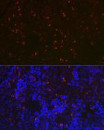 RNASE6 Antibody in Immunohistochemistry (Paraffin) (IHC (P))