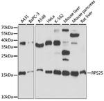 RPS25 Antibody in Western Blot (WB)