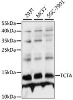 TCTA Polyclonal Antibody