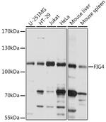 FIG4 Polyclonal Antibody