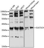 SULT1C4 Antibody in Western Blot (WB)