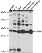 RASD1 Polyclonal Antibody