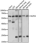 NUP54 Polyclonal Antibody