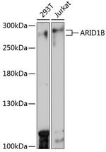 ARID1B Antibody in Western Blot (WB)