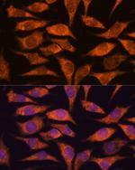MRPS14 Polyclonal Antibody