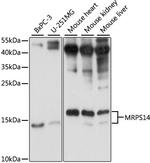MRPS14 Antibody in Western Blot (WB)