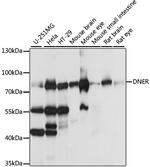 DNER Antibody in Western Blot (WB)