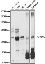 GPRIN1 Polyclonal Antibody