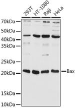 BAX Antibody in Western Blot (WB)