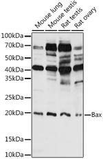 BAX Antibody in Western Blot (WB)