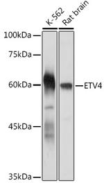 ETV4 Polyclonal Antibody