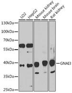 GNAI3 Polyclonal Antibody