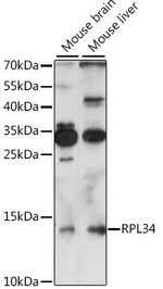 RPL34 Antibody in Western Blot (WB)