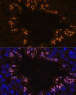 ELSPBP1 Polyclonal Antibody