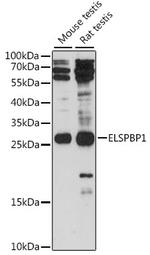 ELSPBP1 Antibody in Western Blot (WB)