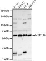 METT10D Antibody in Western Blot (WB)