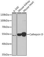 Cathepsin D Polyclonal Antibody
