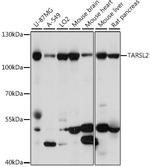 TARSL2 Polyclonal Antibody