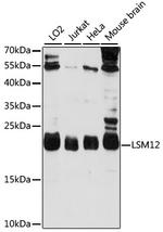 LSM12 Antibody in Western Blot (WB)