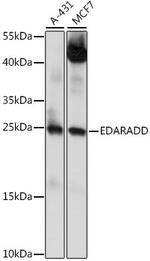 EDARADD Polyclonal Antibody