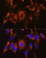 UBAC2 Polyclonal Antibody
