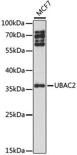 UBAC2 Antibody in Western Blot (WB)
