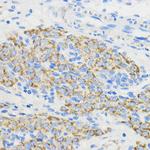 BOLA3 Antibody in Immunohistochemistry (Paraffin) (IHC (P))