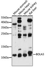 BOLA3 Antibody in Western Blot (WB)
