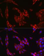 Cyclin B1 Polyclonal Antibody