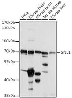 GNL1 Polyclonal Antibody
