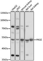 Protein Z Polyclonal Antibody