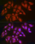 IDO Polyclonal Antibody