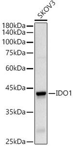 IDO Antibody in Western Blot (WB)
