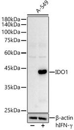 IDO Antibody in Western Blot (WB)