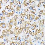GTPBP8 Antibody in Immunohistochemistry (Paraffin) (IHC (P))