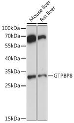 GTPBP8 Antibody in Western Blot (WB)