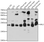 ARL3 Antibody in Western Blot (WB)