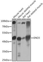 ENO3 Antibody in Western Blot (WB)
