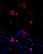Filamin A Antibody in Immunocytochemistry (ICC/IF)